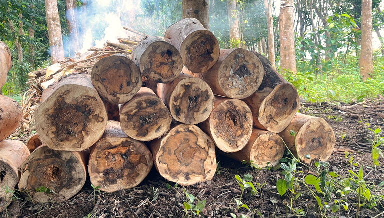 Plantation acquisition landscape