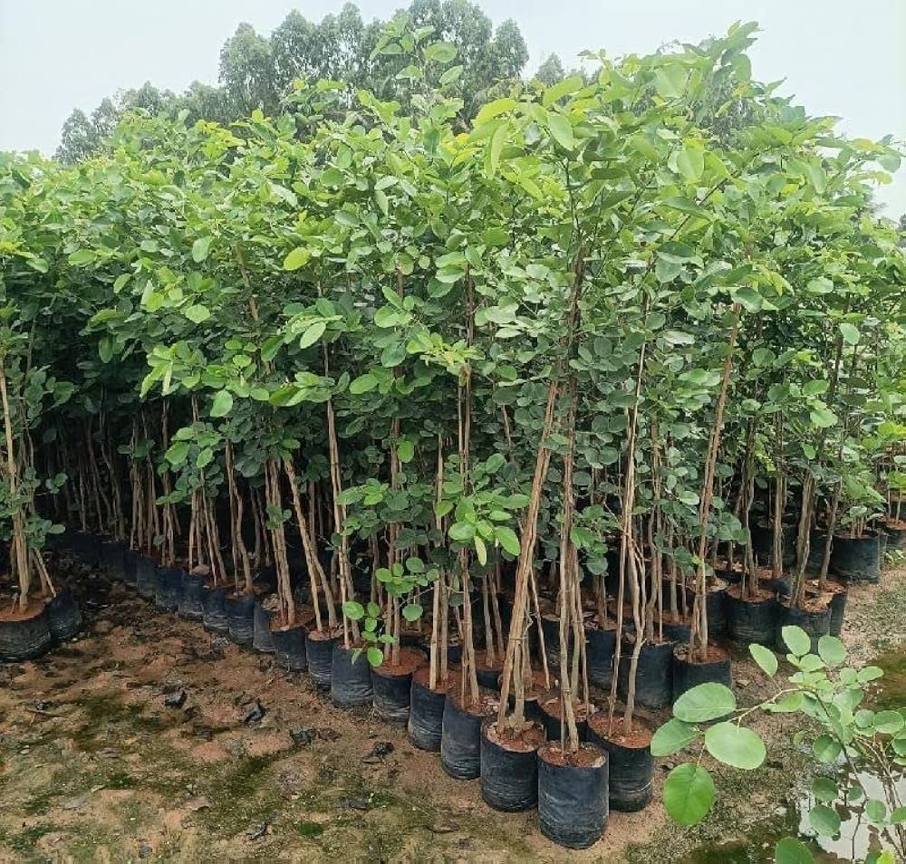 Sandalwood Plant