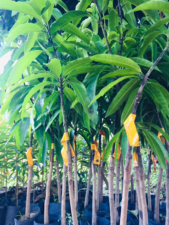 TJC Mango Plant